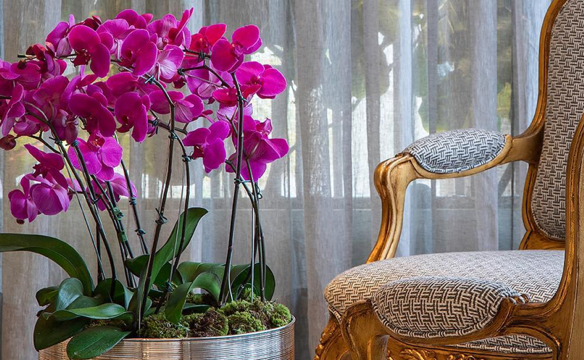 como cuidar de orquídeas em casa